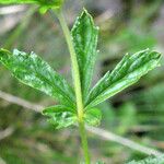 Potentilla erecta برگ