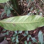 Treculia africana Folha