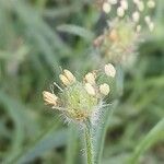 Plantago indica Flor