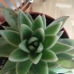 Echeveria agavoidesFolha