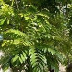 Castanospermum australe Frunză