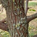 Hemiptelea davidii Bark