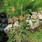 Kniphofia uvaria عادت داشتن