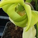 Sarracenia flava Fula