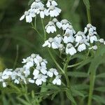 Achillea macrophylla Flower