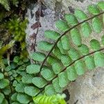 Asplenium trichomanes Folha