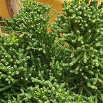 Juniperus phoenicea পাতা