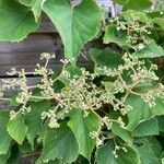 Schizophragma hydrangeoides Fruto