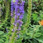 Lobelia siphilitica花