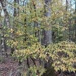 Ostrya virginiana Celota