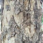Xanthocercis zambesiaca 樹皮