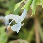 Salvia spinosa Λουλούδι