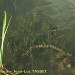 Vallisneria spiralis Habitatea