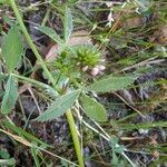 Trifolium willdenovii Ліст