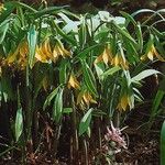 Uvularia perfoliata عادت