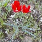 Tulipa systola عادت داشتن