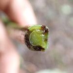 Coniogramme africana Otro