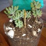 Sedum pachyphyllum Fulla