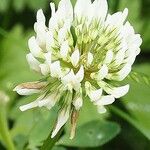 Trifolium repens Květ