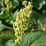 Phytolacca esculenta Квітка