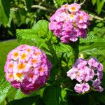 Lantana camara फूल