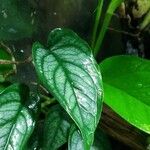 Monstera siltepecana Ліст