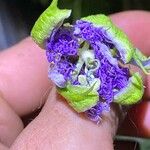 Passiflora incarnata Flors
