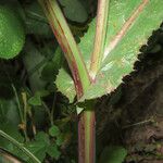 Sonchus oleraceus Bark