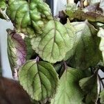 Plectranthus verticillatus Leaf