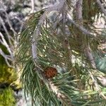 Pinus monophylla Листок