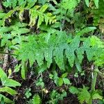 Cirsium erisithales Leaf