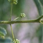 Acacia angustissima Rhisgl