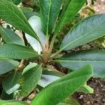 Rhododendron rex Leaf