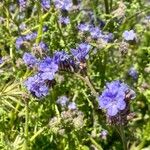 Phacelia distans Flower