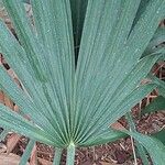 Sabal minor Leaf