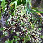 Machaerina iridifolia