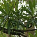 Breonadia salicina Leaf