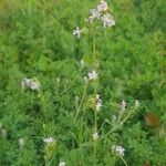 Silene apetala Mosusu