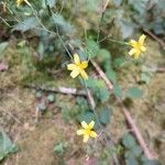 Lactuca muralis Fula