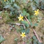 Lactuca muralis