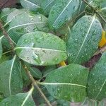 Cryptostegia madagascariensis Leaf