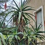 Aloe arborescens Листок