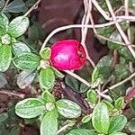 Cotoneaster microphyllus Frucht