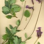 Lavandula rotundifolia Otro