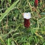 Cheilocostus speciosus Floare