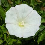 Calystegia macrostegia Õis