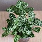 Fittonia albivenisLeaf