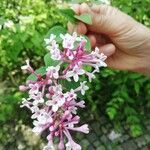 Syringa pubescensFlower