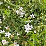 Myoporum parvifolium ᱵᱟᱦᱟ