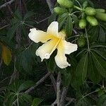 Ceiba insignis Цветок